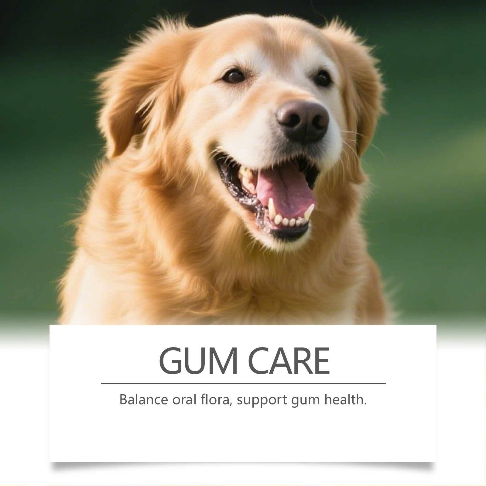 Bubuk Perawatan Gigi Anjing Pe - Teeth Whitening Powder ulasan dan harga